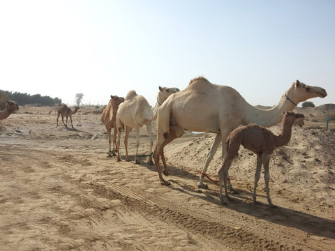 herd of camel