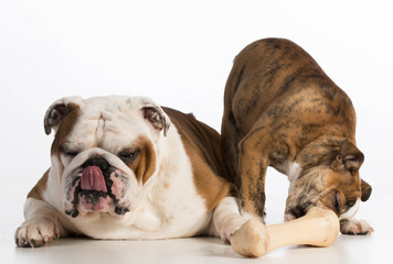 Obraz premium bulldog friends