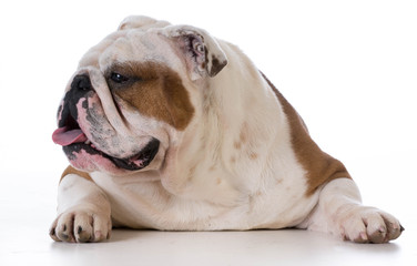 Obraz premium english bulldog