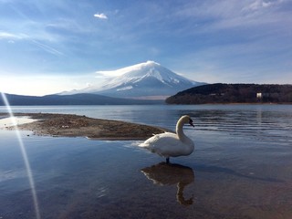 白鳥と富士山