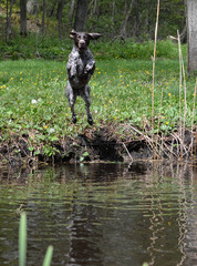 dog jumping in river