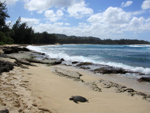 Turtle rest on beach as waves crash at Turtle Bay with trees lin