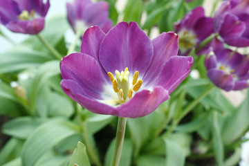 Fototapeta na wymiar purple tulip with bokeh