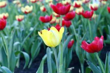 field  of tulips