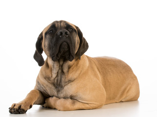 english mastiff