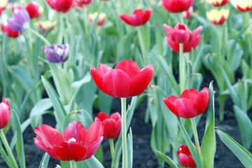 field  of tulips