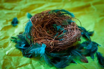 Empty nest with turquoise feathers