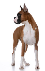 purebred boxer