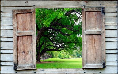 Fototapety  duże drzewo i stare drewniane okno