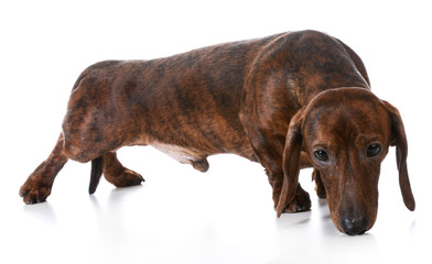 Obraz premium dog sniffing