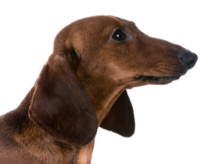 miniature dachshund