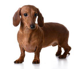 miniature smooth dachshund