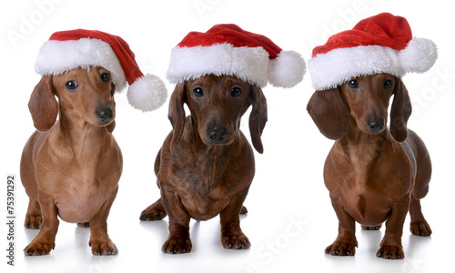 &quot;christmas dogs&quot; Stock photo and royalty-free images on Fotolia.com - Pic 75391292