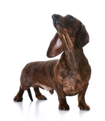 miniature smooth dachshund