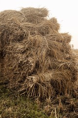 Rice field hay stack lying in the farmland