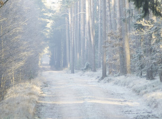 Leśna dróżka prowadząca przez zimowy las
