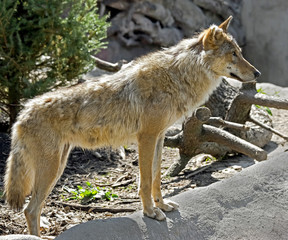 Grey wolf