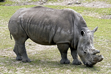 Obraz premium African rhinoceros