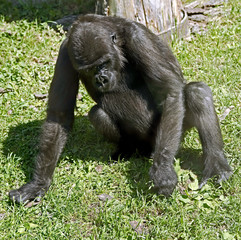 Gorilla