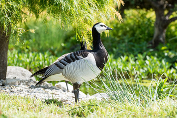 Barnacle Goose
