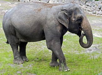 Fototapeta premium African elephant