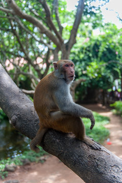 asia animals monkey
