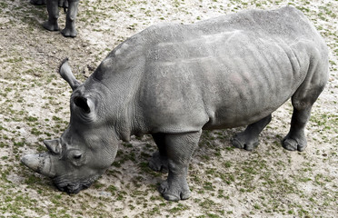 Obraz premium African rhinoceros