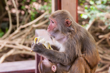 monkey wild nature summer animal