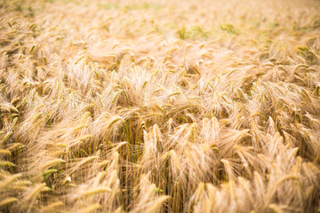 Ripe barley (lat. Hordeum)