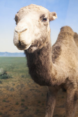 Fototapeta premium Closeup portrait of stuffed camel