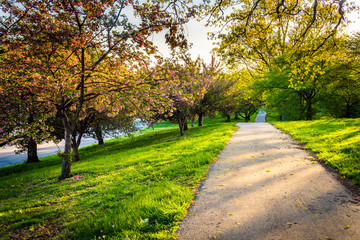 Fototapeta premium Colorful trees along a path in Druid Hill Park, Baltimore, Maryl