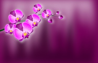 Obraz na płótnie Canvas Orchid background