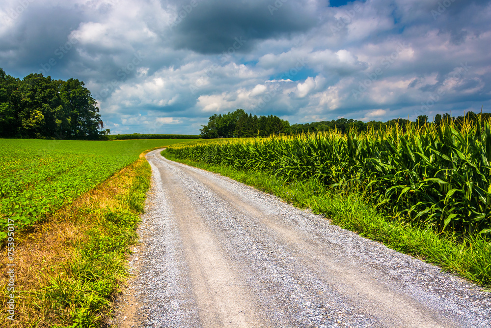 Wall mural corn fields along a dirt road in rural carroll county, maryland.