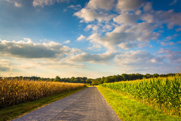 Corn fields along a road in rural York County, Pennsylvania.