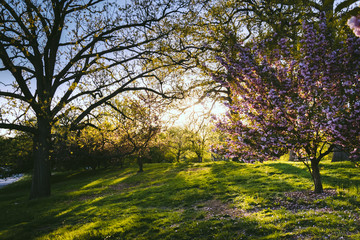 Evening light on colorful trees in Druid Hill Park, Baltimore, M