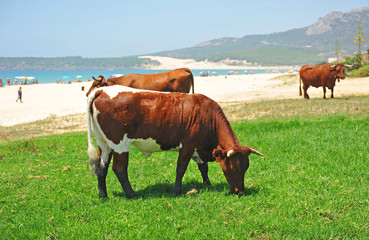 Las vacas de Bolonia. Vacas pastando en la playa de Bolonia, Tarifa, España