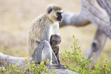Naklejka premium African monkey and her baby sits together