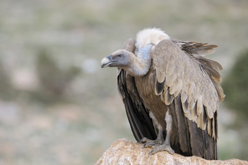 Griffon vulture standing on a rock.