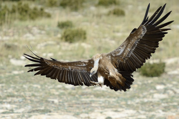 Griffon vulture flying.