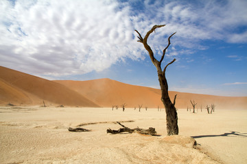Fototapeta na wymiar Dead trees in the Sossusvlei desert, namibia