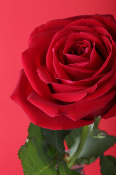 red rose on red background