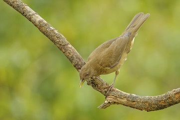 Clay-colored Thrush