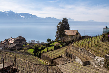 Vineyards of the Lavaux region over lake Geneva