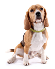 Beagle dog isolated on white