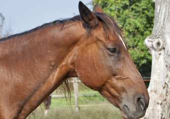 Obraz premium portrait of a brown horse from Tuscany