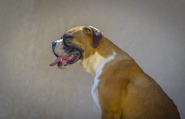 Boxer profile