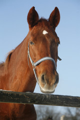 Obraz premium Portrait of a nice purebred horse winter corral