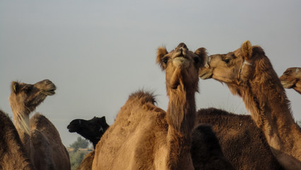Camels at Bikaner, India