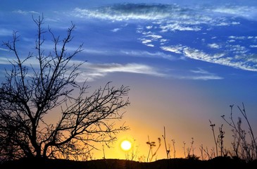 Vivid sky with intense sun and autumnal almond tree