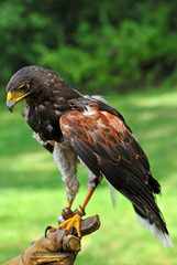 Falcon with Handler